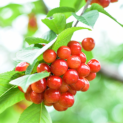 九游在线体育平台大红樱桃三