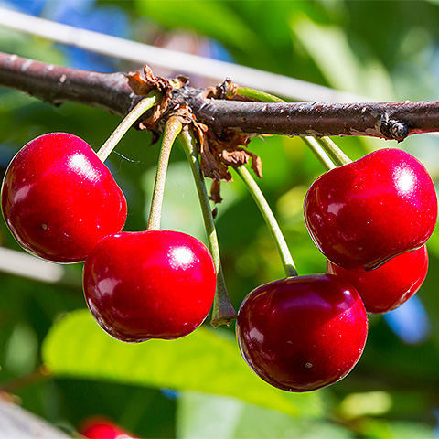 九游在线体育平台大红樱桃二