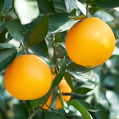 九游在线体育平台热带水果四