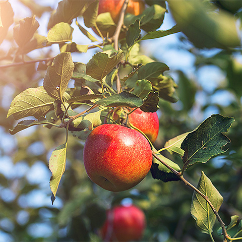 九游在线体育平台热带水果五