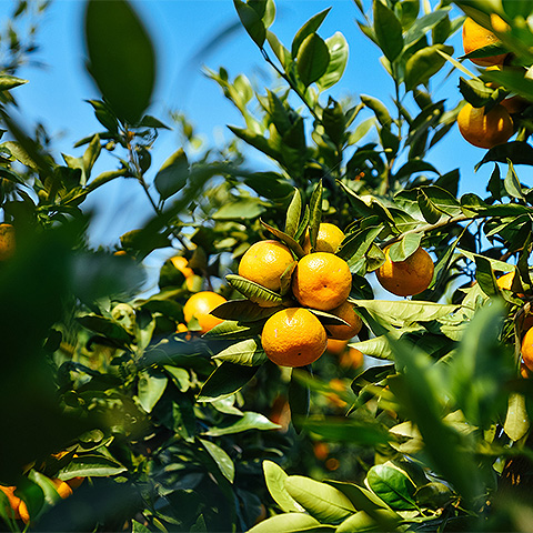 九游在线体育平台热带水果六